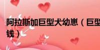 阿拉斯加巨型犬幼崽(巨型阿拉斯加幼犬多少錢)