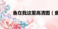 魚在我這里高清圖(魚在我這里)
