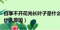 白掌不開花光長葉子是什么原因(白掌不開花什么原因)