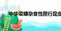 中華蛩蠊雜食性爬行昆蟲(中華蛩蠊)