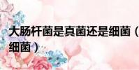 大腸桿菌是真菌還是細菌(青霉菌是真菌還是細菌)