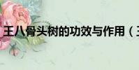 王八骨頭樹的功效與作用(王八骨頭樹圖片)