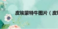 皮埃蒙特牛圖片(皮埃蒙特牛)