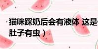 貓咪踩奶后會有液體 這是什么(貓踩奶頻繁肚子有蟲)