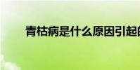 青枯病是什么原因引起的(青枯病)