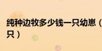 純種邊牧多少錢一只幼崽(純種邊牧多少錢一只)