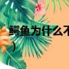 鱷魚為什么不能吃河馬（鱷魚為什么不吃河馬）