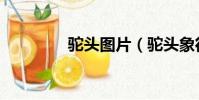 駝頭圖片(駝頭象征什么)