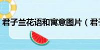君子蘭花語和寓意圖片(君子蘭花語和寓意)