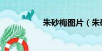 朱砂梅圖片(朱砂梅)