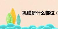 鞏膜是什么部位(鞏膜)