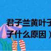 君子蘭黃葉子是什么原因引起的（君子蘭黃葉子什么原因）