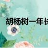 胡楊樹一年長多少（胡楊樹一年能長多高）