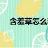 含羞草怎么種植方法（含羞草怎么種植）
