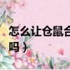 怎么讓倉鼠合籠不打架（倉鼠公母可以一起養嗎）