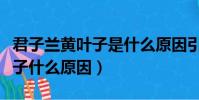 君子蘭黃葉子是什么原因引起的(君子蘭黃葉子什么原因)