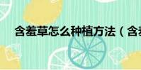 含羞草怎么種植方法(含羞草怎么種植)