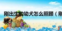 剛出生的幼犬怎么照顧(剛出生的狗狗怎么照顧)