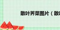 散葉薺菜圖片(散葉薺菜)