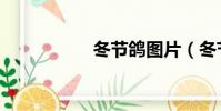 冬節鴿圖片(冬節鴿)