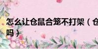 怎么讓倉鼠合籠不打架(倉鼠公母可以一起養嗎)