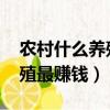 農村什么養殖項目前景最好!（農村搞什么養殖最賺錢）