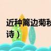 近種籬邊菊秋來未著花的意思（近種籬邊菊全詩）