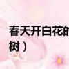 春天開白花的樹木名稱和圖片（春天開白花的樹）
