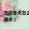 蘭花冬天怎么澆水才能多發芽（蘭花冬天怎么澆水）
