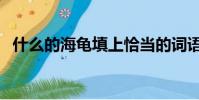 什么的海龜填上恰當的詞語(什么的海龜)