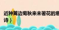 近種籬邊菊秋來未著花的意思(近種籬邊菊全詩)