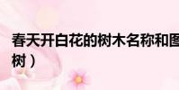 春天開白花的樹木名稱和圖片(春天開白花的樹)