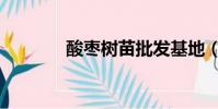 酸棗樹苗批發基地(酸棗樹)
