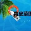 青皮草圖片及功效（青皮草圖片）