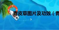 青皮草圖片及功效(青皮草圖片)
