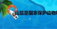 山鼠是國家保護動物嗎(山鼠)