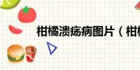柑橘潰瘍病圖片(柑橘潰瘍病)