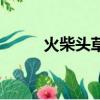 火柴頭草的圖片及功效（火柴頭）