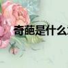 奇葩是什么意思解釋詞語（奇葩是什么）
