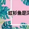 紅衫魚是深海魚嗎還是淺海（紅衫魚）