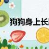 狗狗身上長膿包圖片（身上長膿包圖片）