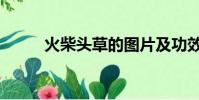 火柴頭草的圖片及功效(火柴頭)