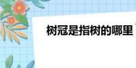 樹冠是指樹的哪里(樹冠)