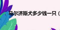 馬爾濟斯犬多少錢一只(瑪爾濟斯犬)