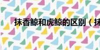 抹香鯨和虎鯨的區別(抹香鯨和虎鯨)