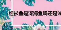 紅衫魚是深海魚嗎還是淺海(紅衫魚)
