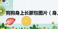 狗狗身上長膿包圖片(身上長膿包圖片)
