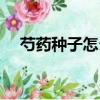 芍藥種子怎么種（牡丹種子什么時候種）
