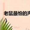 老鼠最怕的聲音超聲波試聽（老鼠最怕的聲音）