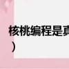 核桃編程是真是假怎么樣（核桃編程是真是假）